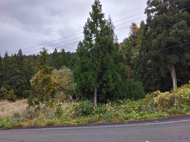 山林や竹林など